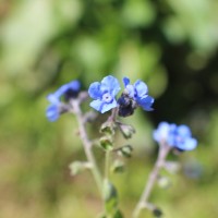 Cynoglossum zeylanicum (Sw. ex Lehm.) Thunb. ex Brand